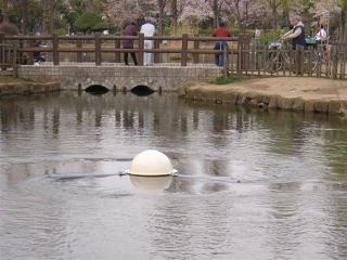 �ݒu��5���ڂ����肩�瓧���������܂�A2�T�Ԍ�ɂ͒�܂Ō�����قǂɓ����x�����܂����B