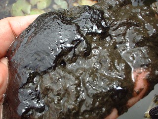 �ݒu����T���W���A�V���t�߂̉��D�B�w�h���L�����B