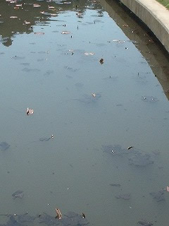 �@�r�́A�������@�ŕ����A�c�蔼���̂����X�ɂR�����x�����V�ɕ����Ă���B