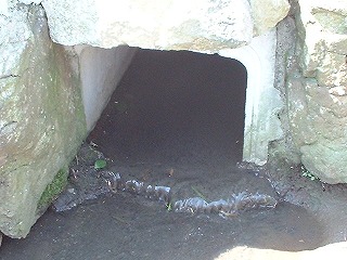 ���̂悤�ȎG�r���̗����H���R�{����B