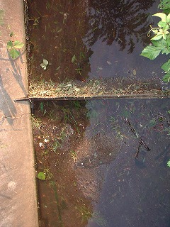 �����݂̌��ʁA�Q�O�O�Q�N�P�P���A�������܂�򉻂��i�񂾁B