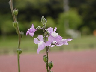 ���A���ʐ^