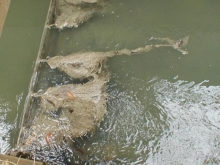 �Y�f�@�ۂ͕��V���ē����B�������������������������B