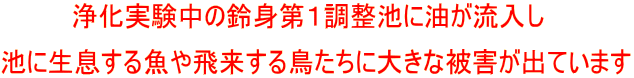 浄化実験中の鈴身第1調整池に油が流入し
池に生息する魚や飛来する鳥たちに大きな被害が出ています。